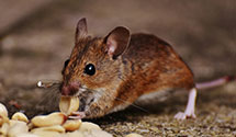 24 Hour & Emergency Exterminators in Sapulpa, OK